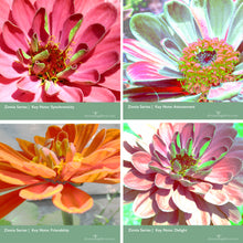 Load image into Gallery viewer, Zinnia Charm Necklace & Earrings, Joy in Nature - Synchronicity, Attunement, Friendship, Delight | 18 Inches - Leslie Montana