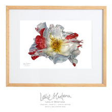 Load image into Gallery viewer, White &amp; Red Striped Rose, Giclee Print of the Original Watercolor Painting, 23 x 30 Inches - Leslie Montana
