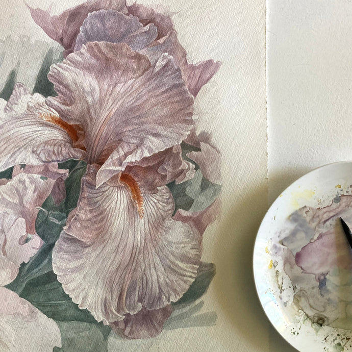 Peach Pink Irises, Flowing, Luminous Connection