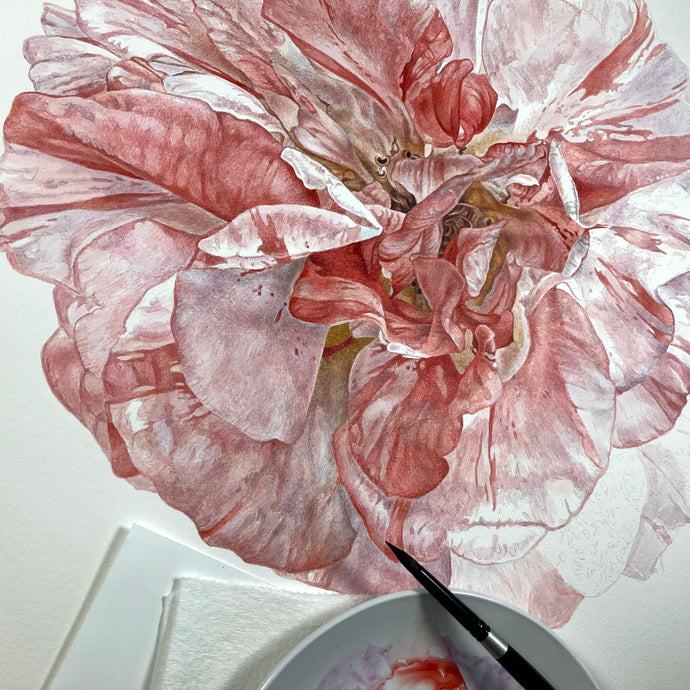 Rose, A Watercolor in Progress + Video Update