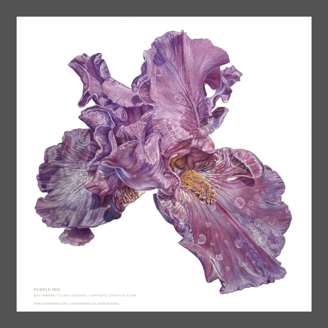 PURPLE IRIS, CREATIVE COURAGE, CLARITY OF VISON, EXPRESSION | Small Poster Print | Flower Essence Transmission Collection - Leslie Montana