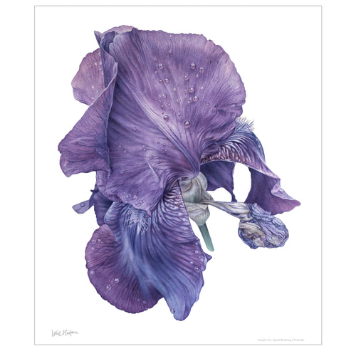 Purple Iris, Spirit Rushing, Giclee Print of the Original Watercolor Painting, 23 x 25 Inches - Leslie Montana