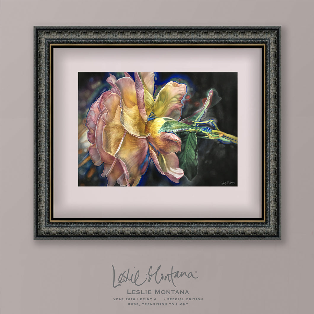 Peace Rose, Transition to Light, Giclee Print of the Original Watercolor Painting, 23 X 30 Inches - Leslie Montana