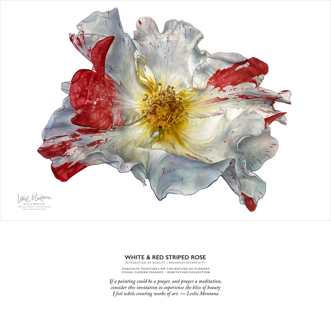 White & Red Striped Rose, Giclee Print of the Original Watercolor Painting, 23 x 30 Inches - Leslie Montana